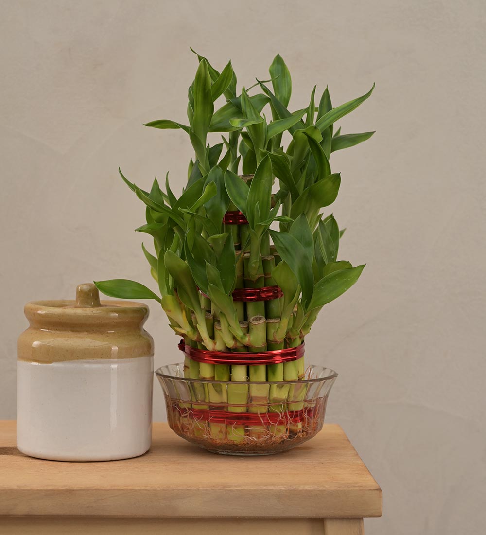Lucky 3 Layer Bamboo Plant in a Luxury Metal Pot: Gift/Send Plants Gifts  Online JVS1191995 |IGP.com
